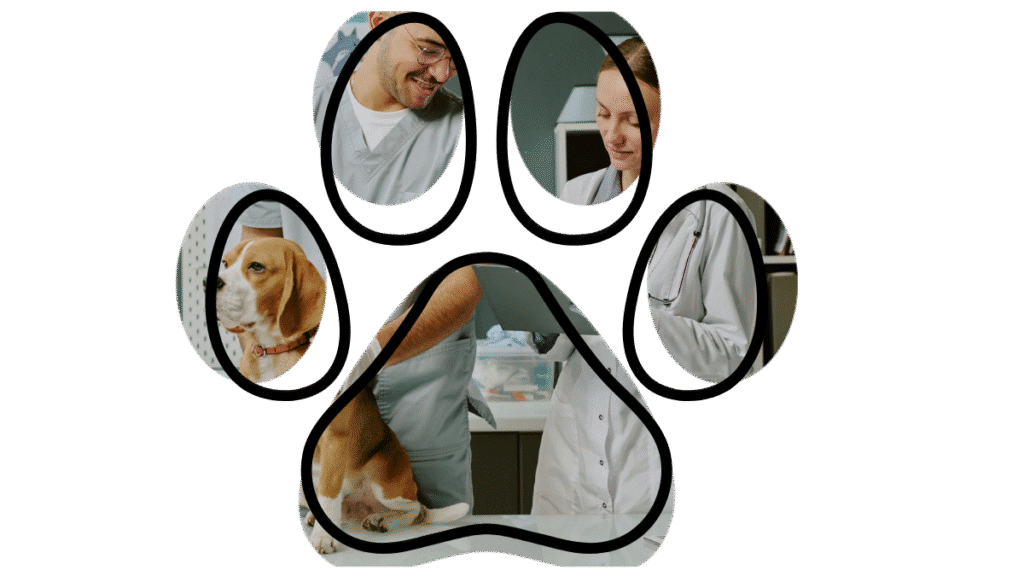 Saint Francis vet near me preventive care
