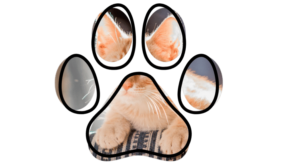 Saint Francis veterinary exam vet near me