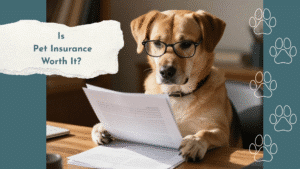 pet insurance for cats and dogs at Republican Valley Veterinary Clinic in Saint Francis KS