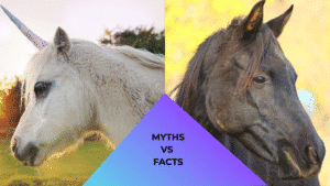 Unicorn standing beside a horse representing animal care myths versus facts