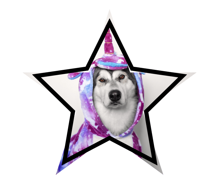 Dog in a unicorn costume representing myths about animal care