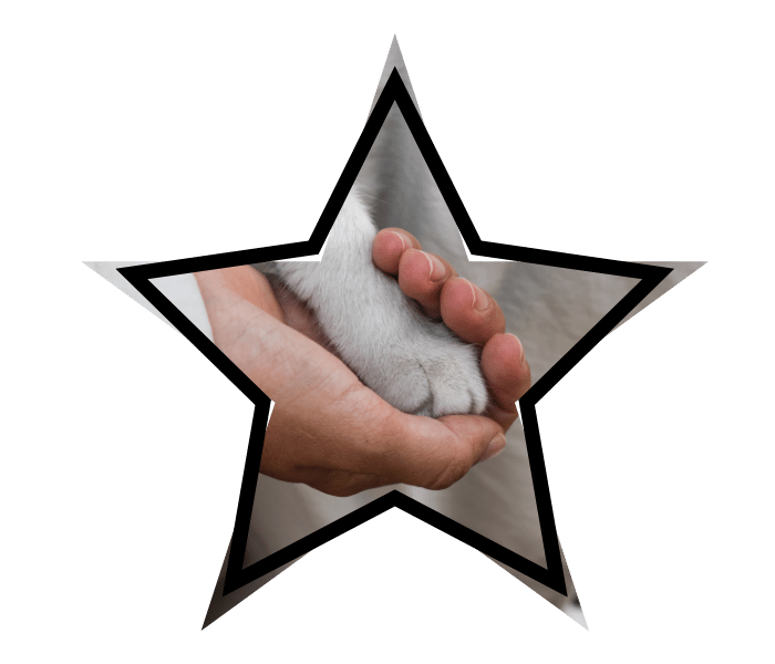 Person holding a cat’s paw during compassionate animal care from Republican Valley Veterinary Clinic in Saint Francis, KS
