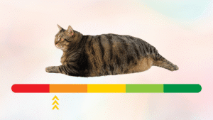 Overweight cat above a sliding scale in Saint Francis