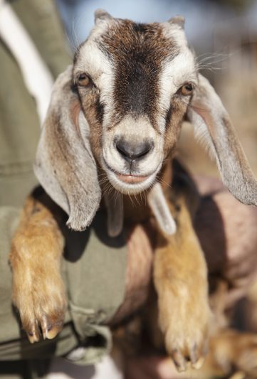 joven-agricultor-sosteniendo-sus-cabras-granja